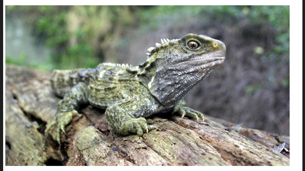 tuatara link