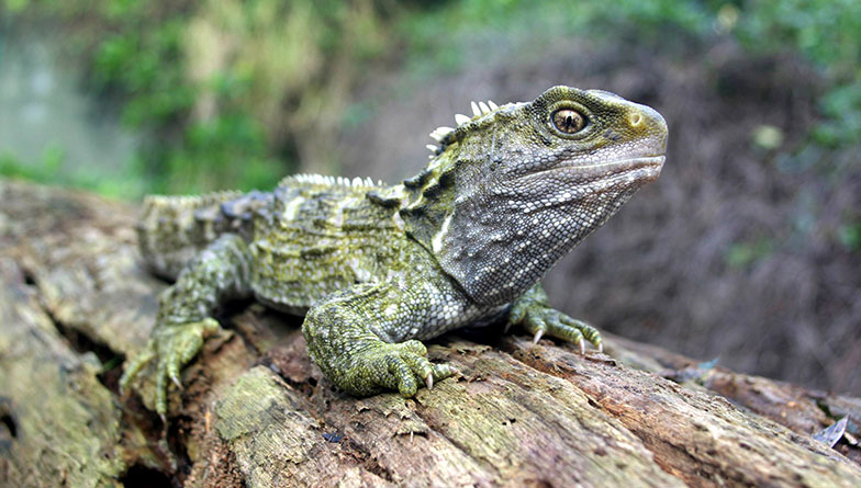 Tuatara